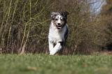 BERGER AUSTRALIEN PUPPIES 383